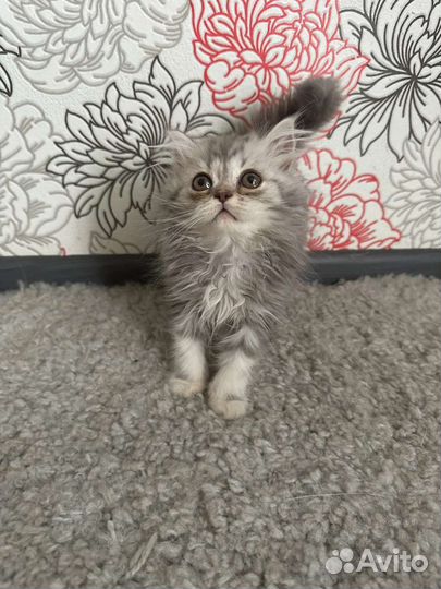 Британские котята