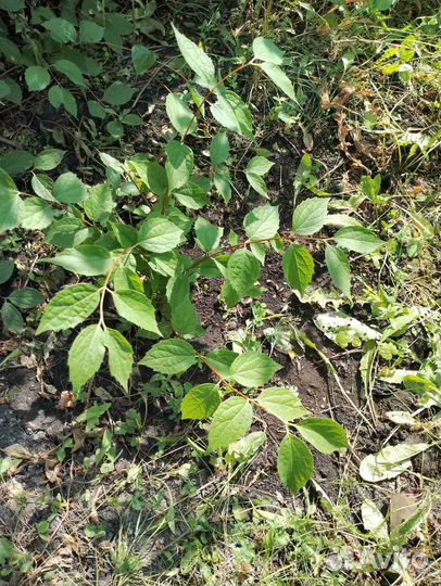 Жасмин садовый