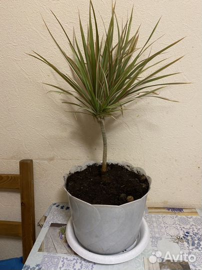 Пальма драцена