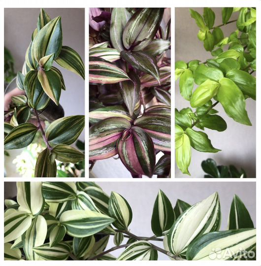 Традесканции 20 сортов