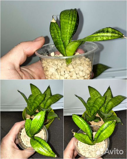 Сансевиерии сортовые от