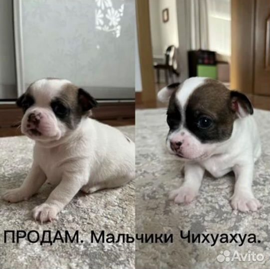 Щенки чихуахуа