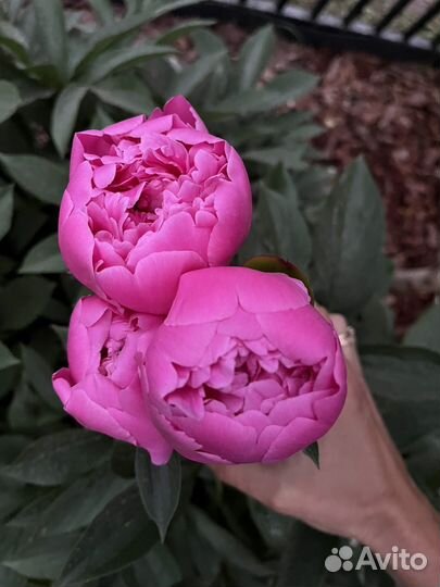Пион розовый