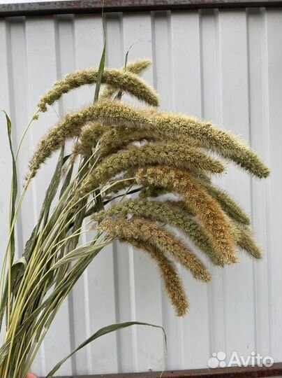 Сухоцветы. Оптом