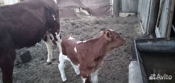 Продам корову