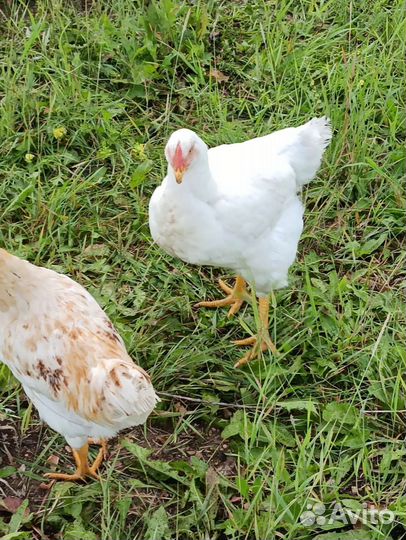 Курица бройлера 300 р