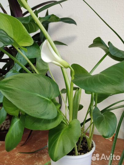 Каллы комнатные