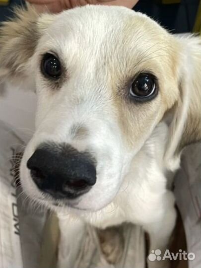 Бублик счастливчик ищет дом (щенок)