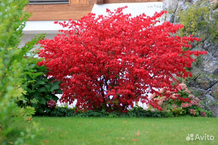 Бересклет европейский Ред Каскад-Red Cascade