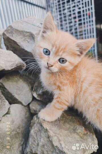 Кошка в дар бесплатно