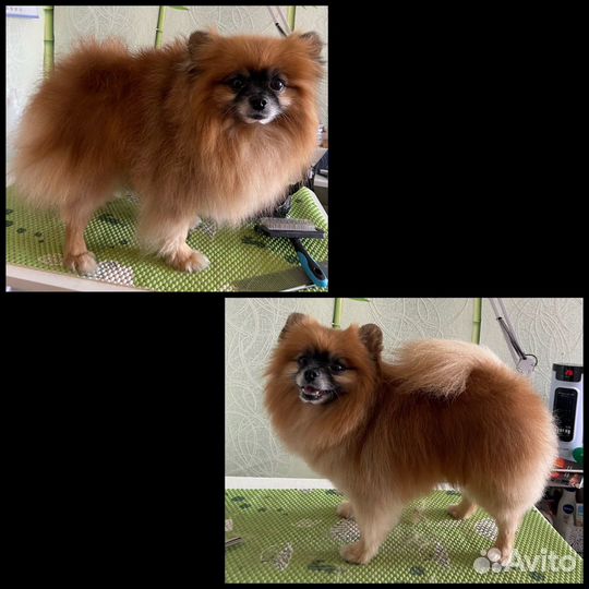 Грумер, стрижка собак. Выезд на дом