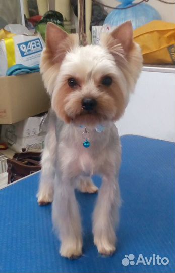 Стрижка собак всех пород в салоне зоостиль