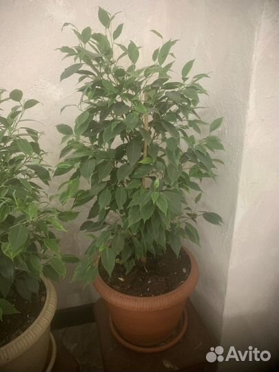 Бенджамина