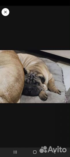 Щенки шарпей