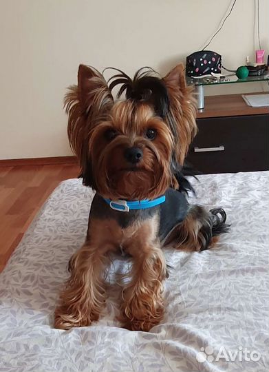 Кобель для вязки