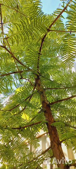 Метасеквойя