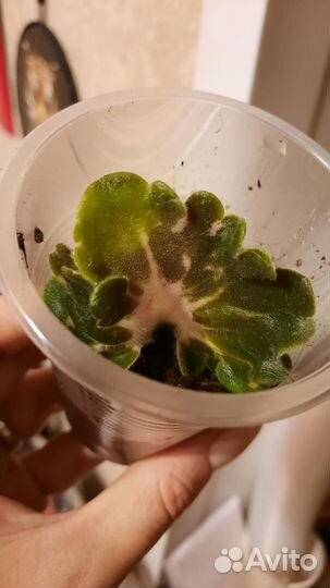 Фиалка сортовая лф-Клевер 3 шт