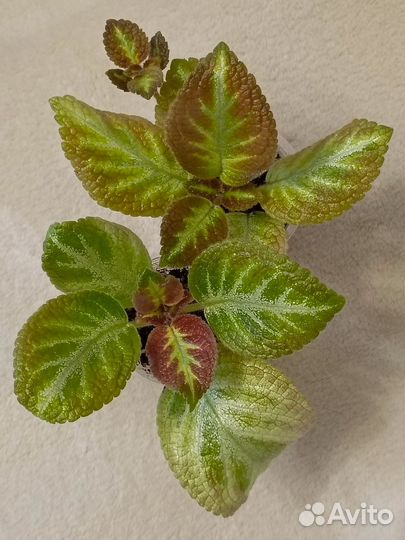 Комнатные растения 3