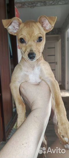 Той-терьер щенки