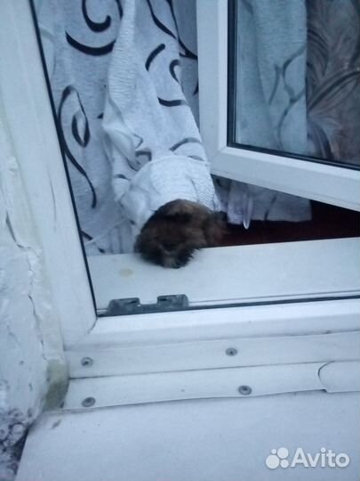 Собака мальчик вязка