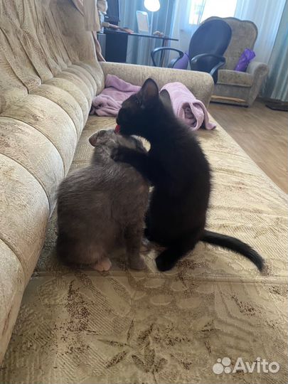 Британские котята
