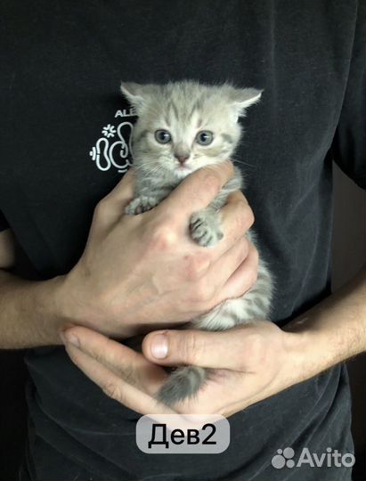 Британские котята короткошерстные