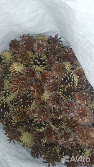 Шишки сосновые