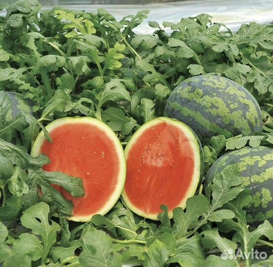 Арбуз разные сорта, семена