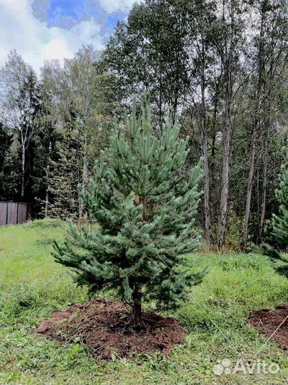 Саженец сосны 276 см