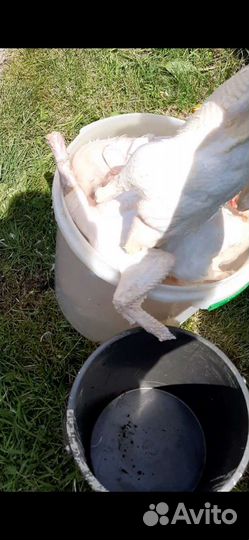 Перосъемная для гусей и уток