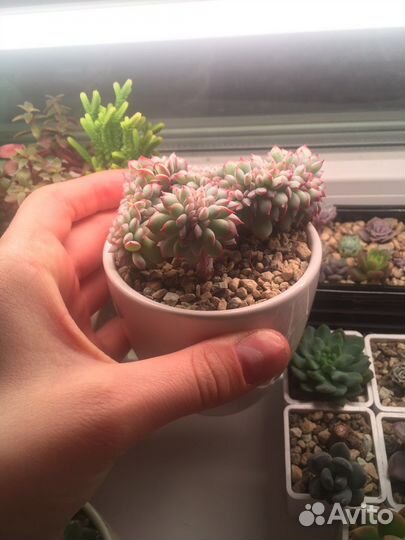 Echeveria apus crest