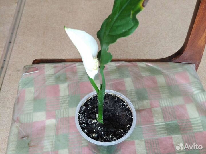 Гибискус, сингониум, спатиффилум