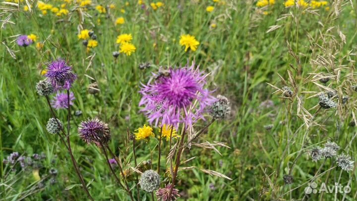 Мед натуральный. Свой мёд 2024