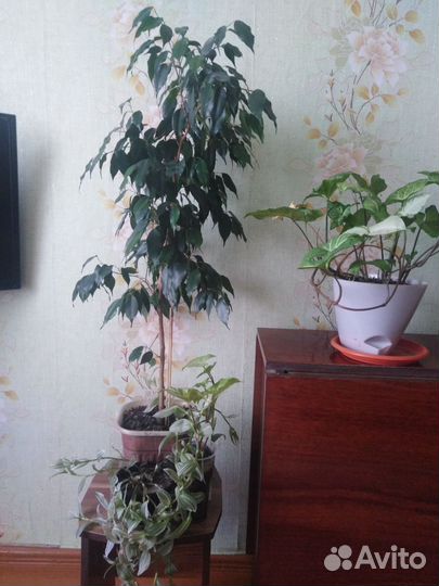 Замиокулькас, фикус. и т. д