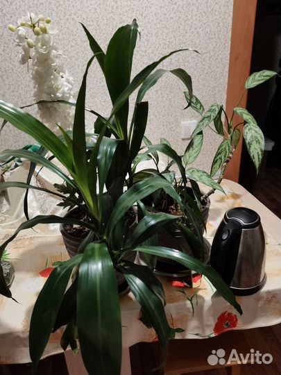 Комнатные цветы