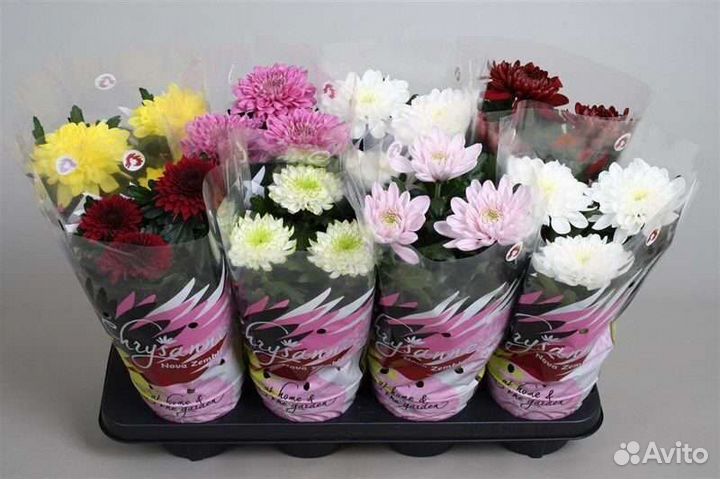 Комнатные растения, цветы