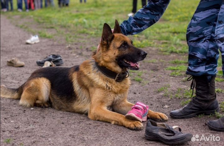 Дрессировка собак