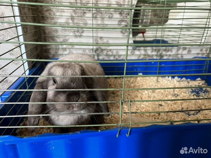 Декоративные кролики вислоухие