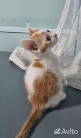 Котенок мальчик