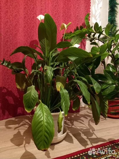 Замиокулькас и спатифиллум(женское счастье)