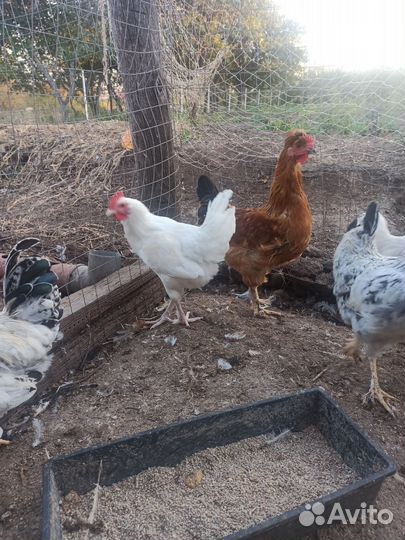 Молодые петухи