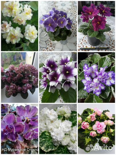 Фиалки сортовые