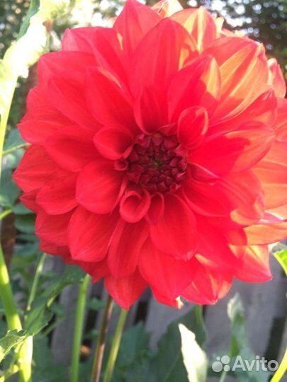 Георгины клубни