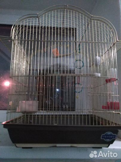 Клетки большие и малые