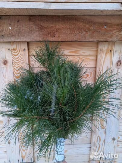 Веники хвойные