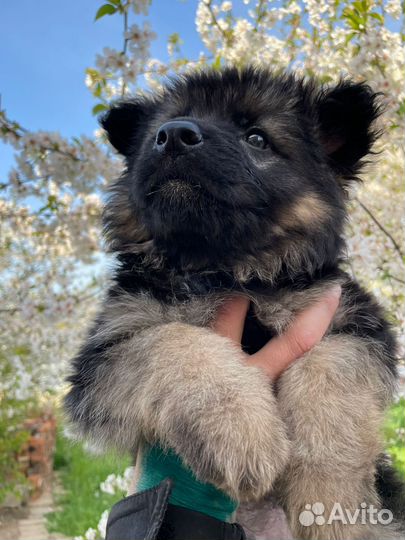 Щенки немецкой овчарки