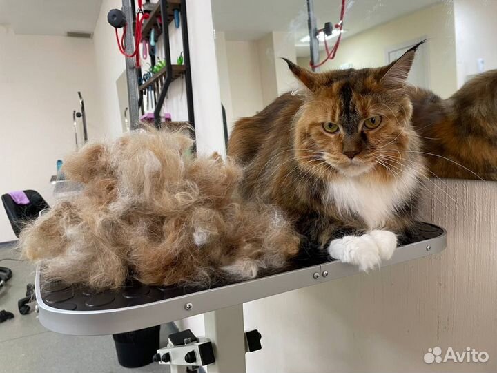 Стрижка (груминг) / экспресс-линька котов и кошек