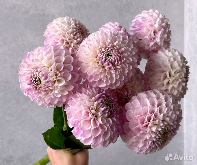 Георгины срезка