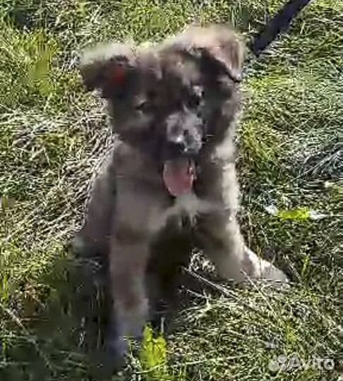 Берта - щенок-девочка в хорошие руки