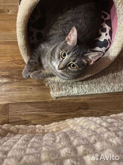 Ищу дом молодой кошечки